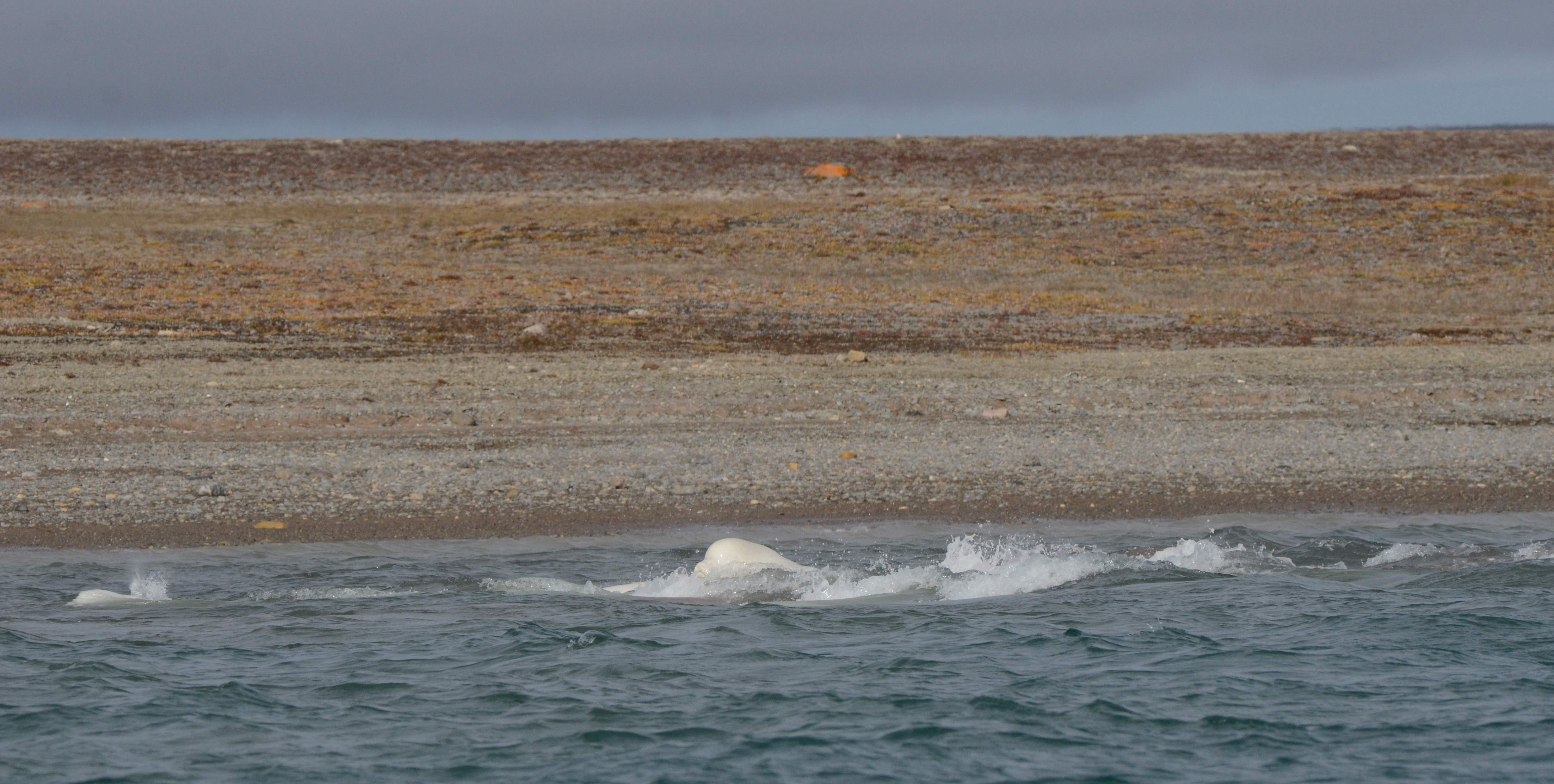 Dozens of belugas show off for Arctic cruise passengers.