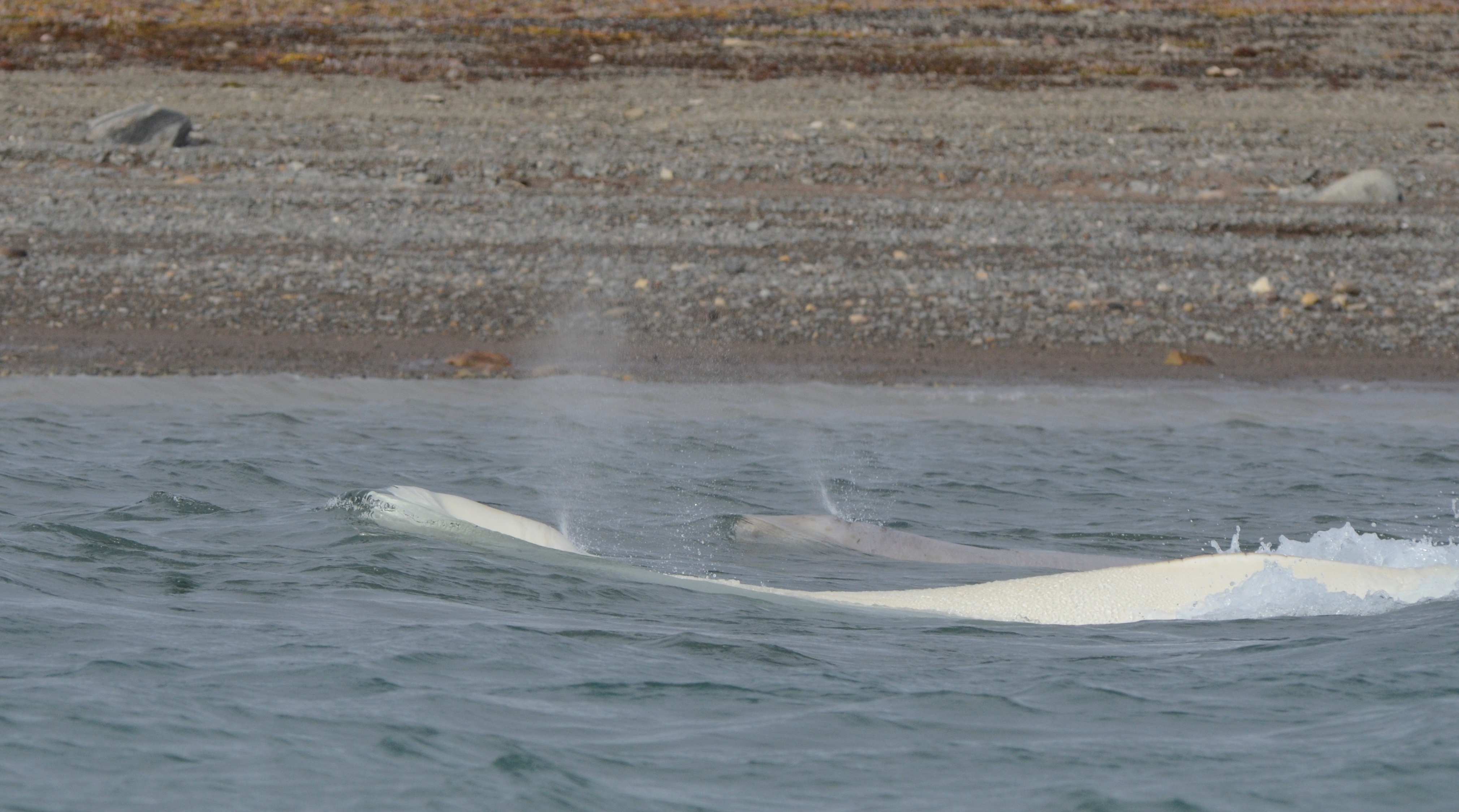 A beluga whale breeches to the delight of Arctic expedition passengers.