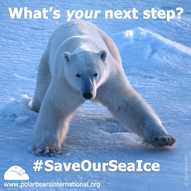 Take the Next Step to Protect Polar Bears from Climate Change