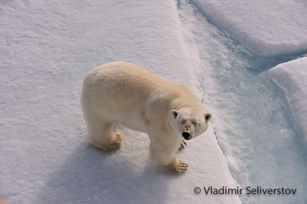 Take the Next Step to Protect Polar Bears from Climate Change Quark