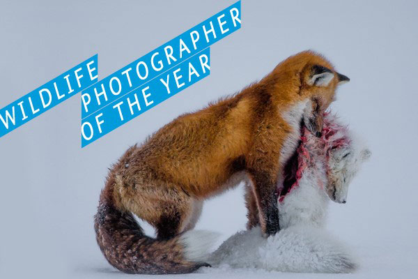 A tale of two foxes- Photo credit: Don Gutoski A tale of two foxes- Photo credit: Don Gutoski