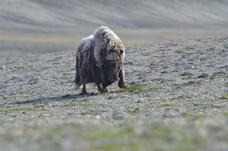 baffin muskox