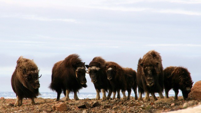 baffin muskox