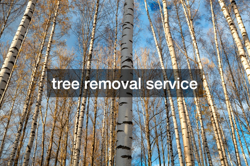 tree removal service