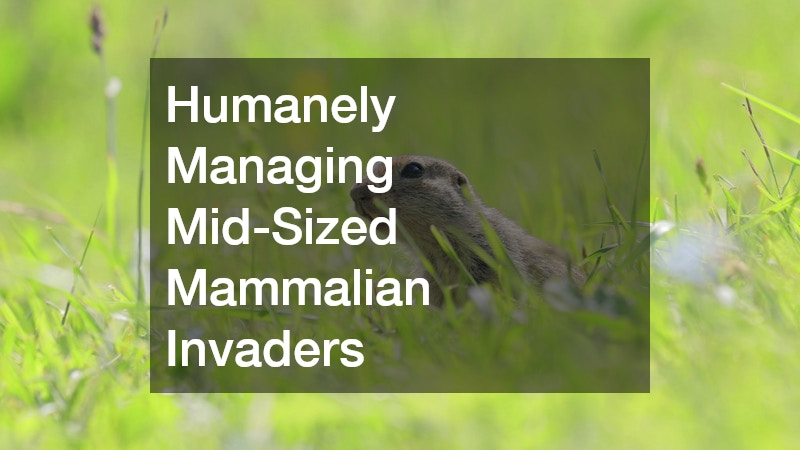 Humanely Managing Mid-Sized Mammalian Invaders