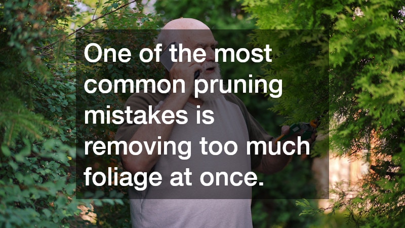 One of the most common pruning mistakes is removing too much foliage at once.