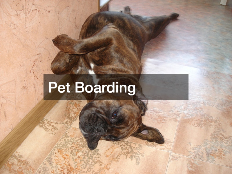 Pet Boarding