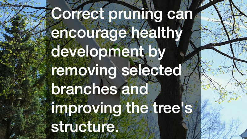 Correct pruning can encourage healthy development by removing selected branches and improving the tree