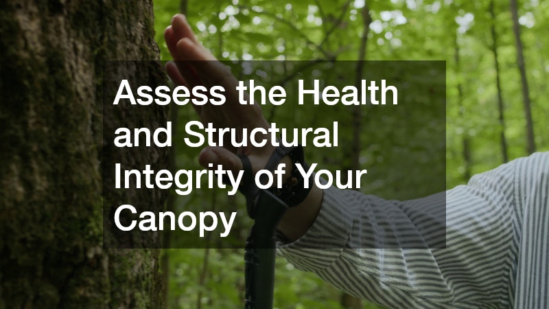 Assess the Health and Structural Integrity of Your Canopy