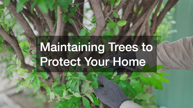 Maintaining Trees to Protect Your Home