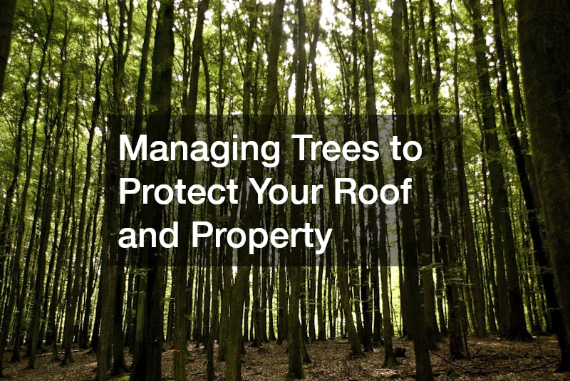 Managing Trees to Protect Your Roof and Property