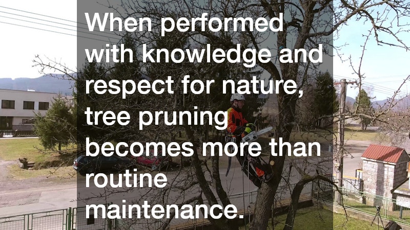 When performed with knowledge and respect for nature, tree pruning becomes more than routine maintenance.