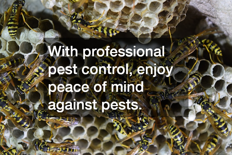 With professional pest control, enjoy peace of mind against pests.