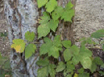 Poison Ivy Poison Ivy