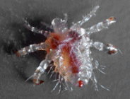 Pubic Louse Pubic Louse