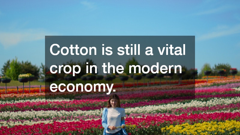 Cotton is still a vital crop in the modern economy.