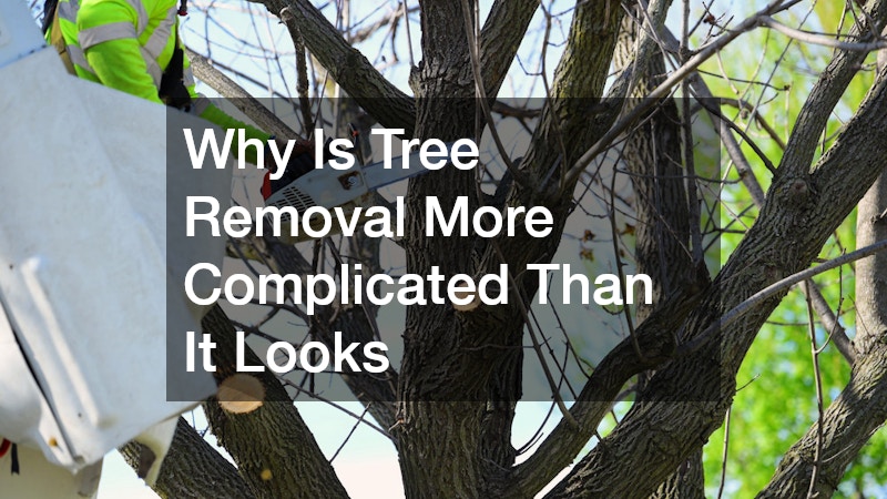 Why Is Tree Removal More Complicated Than It Looks