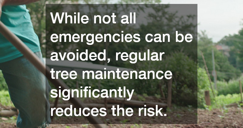 While not all emergencies can be avoided, regular tree maintenance significantly reduces the risk.