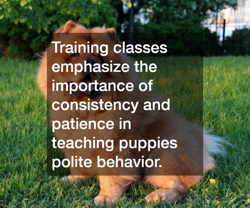 Training classes emphasize the importance of consistency and patience in teaching puppies polite behavior.