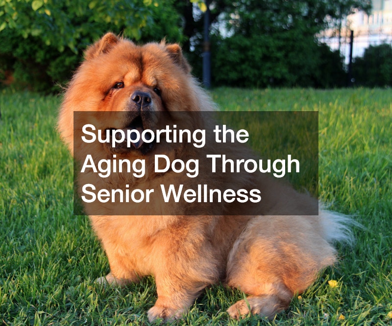 Supporting the Aging Dog Through Senior Wellness