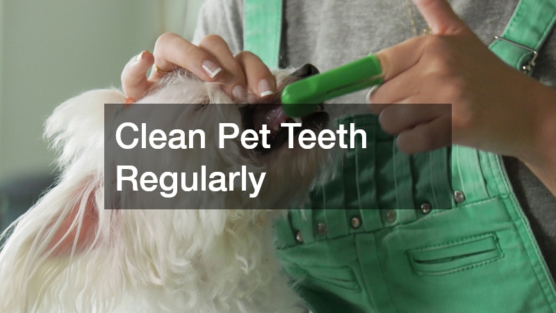 Clean Pet Teeth Regularly