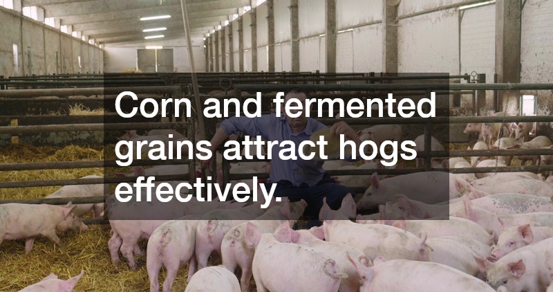 Corn and fermented grains attract hogs effectively.