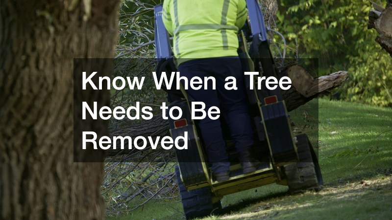 Know When a Tree Needs to Be Removed