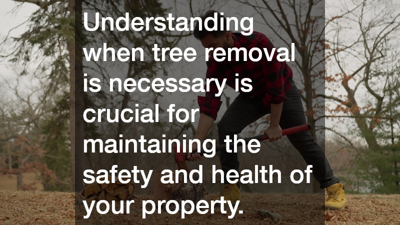 Understanding when tree removal is necessary is crucial for maintaining the safety and health of your property.