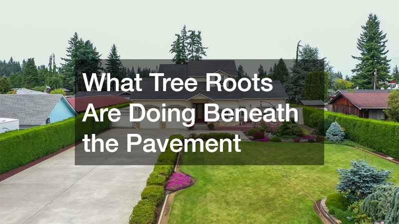 What Tree Roots Are Doing Beneath the Pavement