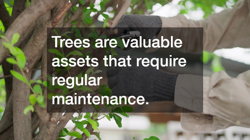 Trees are valuable assets that require regular maintenance.