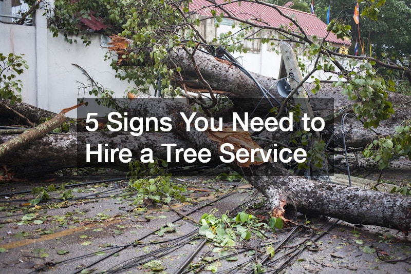 5 Signs You Need to Hire a Tree Service