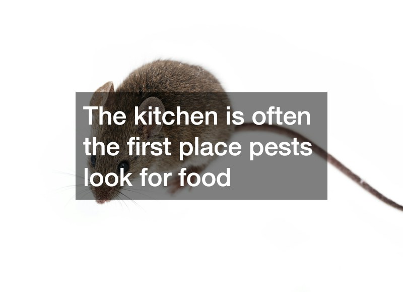 The kitchen is often the first place pests look for food