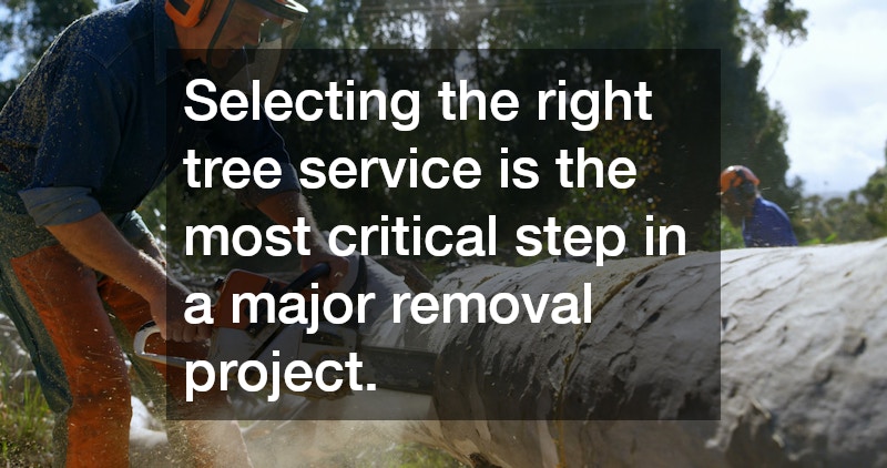 Selecting the right tree service is the most critical step in a major removal project.