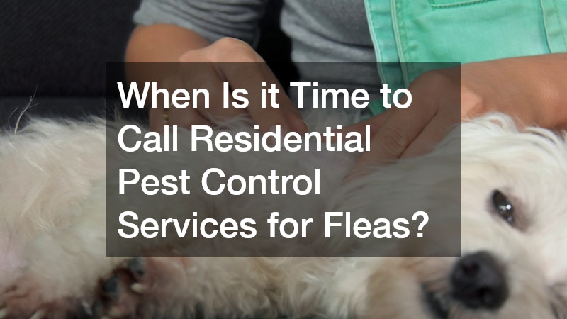 When Is it Time to Call Residential Pest Control Services for Fleas?