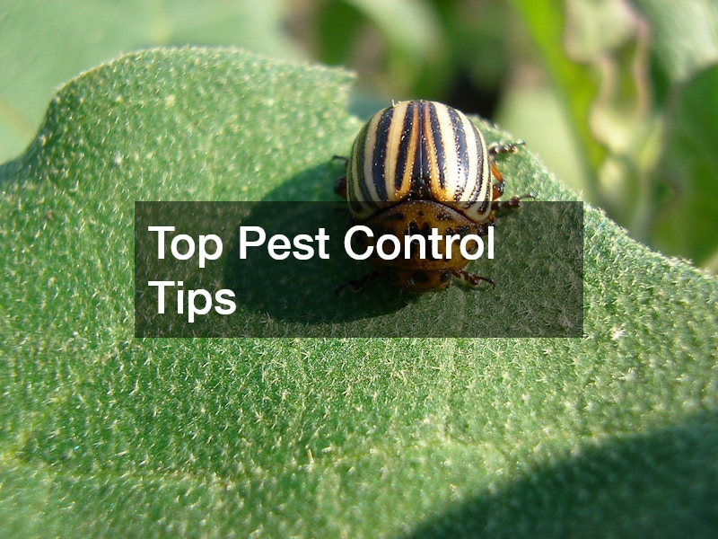 Top Pest Control Tips