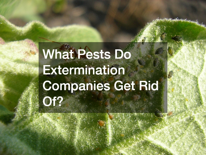 What Pests Do Extermination Companies Get Rid Of?