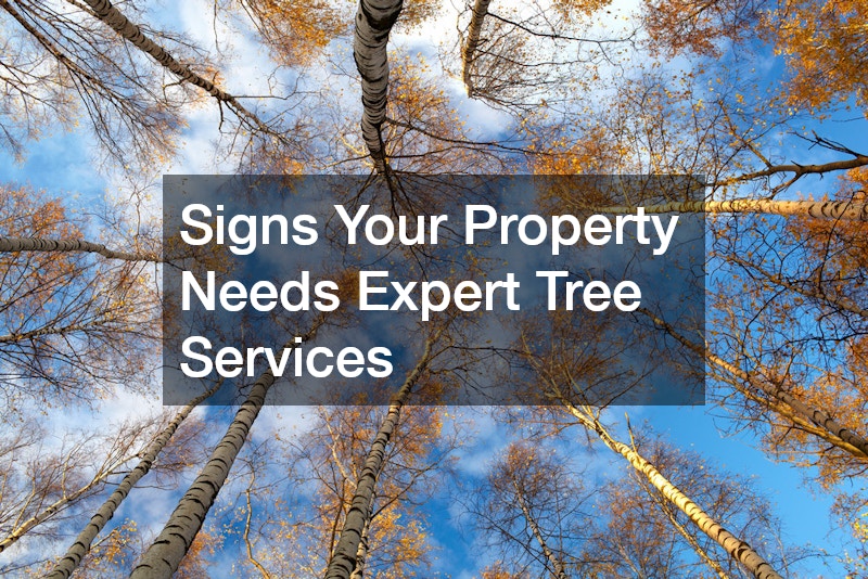 Signs Your Property Needs Expert Tree Services