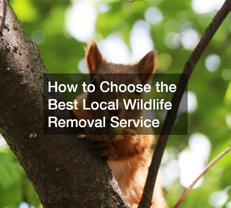How to Choose the Best Local Wildlife Removal Service