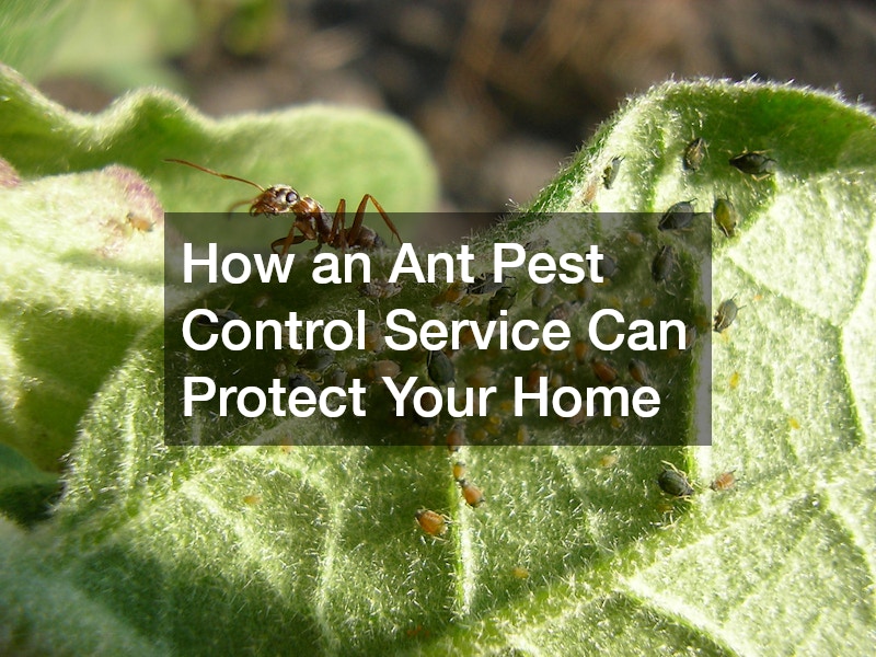 How an Ant Pest Control Service Can Protect Your Home