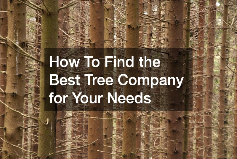 How To Find the Best Tree Company for Your Needs