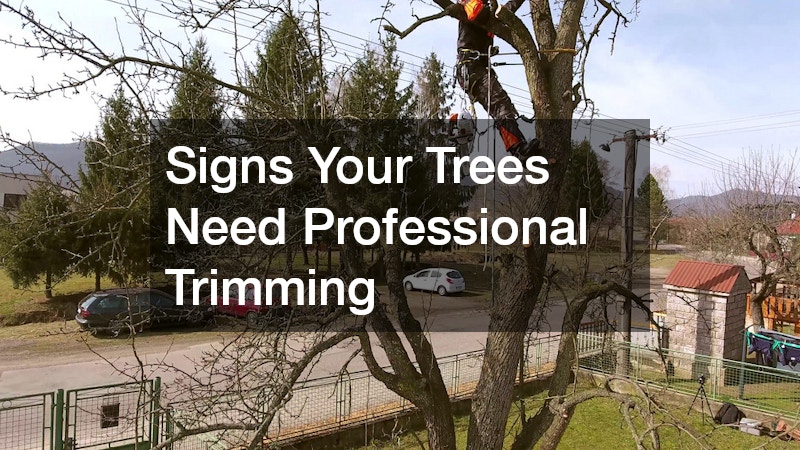 Signs Your Trees Need Professional Trimming