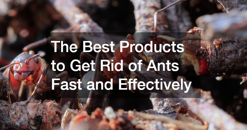 The Best Products to Get Rid of Ants Fast and Effectively