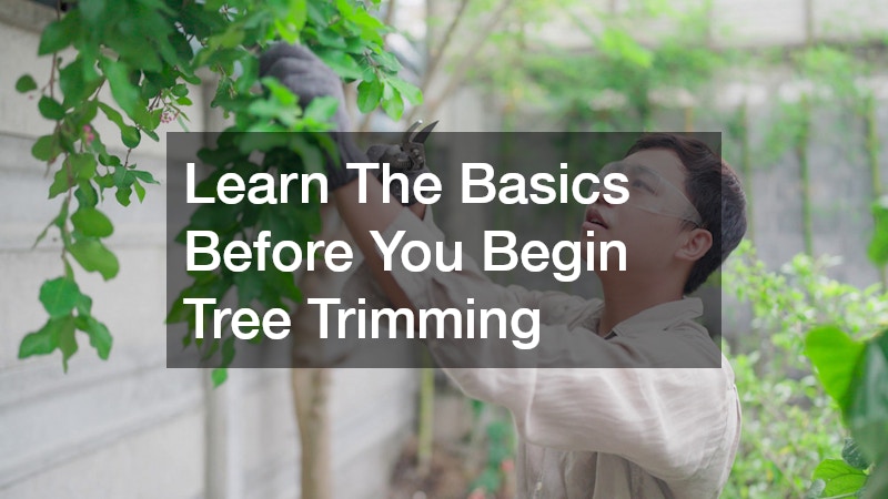 Learn The Basics Before You Begin Tree Trimming