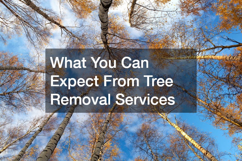 What You Can Expect From Tree Removal Services