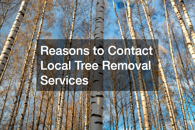 Reasons to Contact Local Tree Removal Services