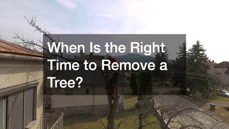 When Is the Right Time to Remove a Tree?