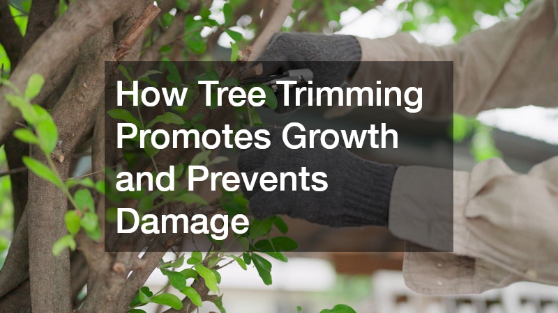 How Tree Trimming Promotes Growth and Prevents Damage