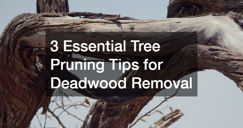 3 Essential Tree Pruning Tips for Deadwood Removal