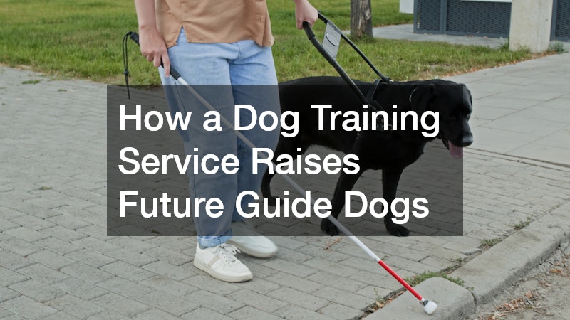How a Dog Training Service Raises Future Guide Dogs