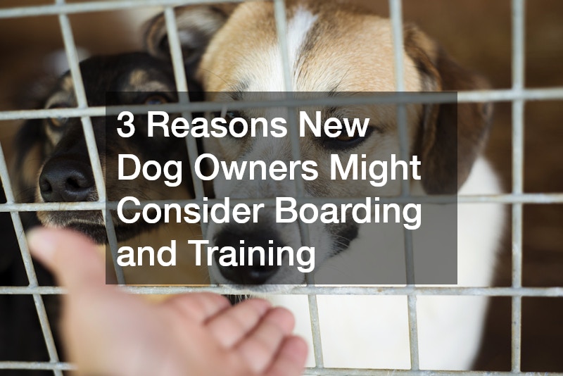 3 Reasons New Dog Owners Might Consider Boarding and Training